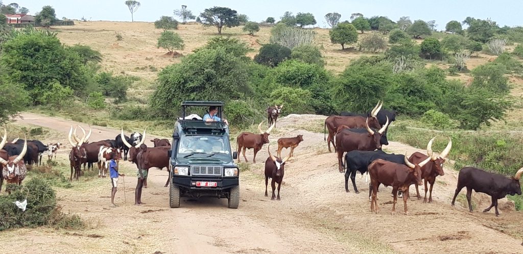 18 Day Uganda Safari from North to South