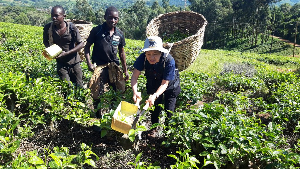 4 Day Bwindi Mountain Gorilla Trekking and Kigali City Tour