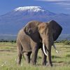 3 Day Safari to Amboseli National Park