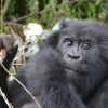 3 Day Bwindi Gorilla Trekking Safari