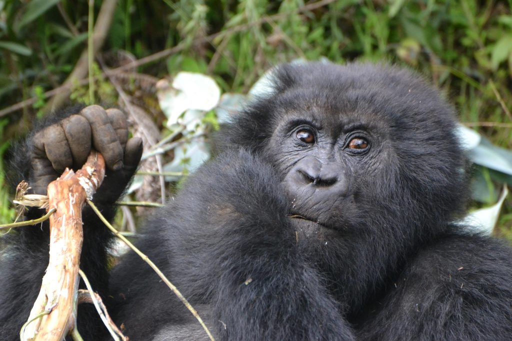 3 Day Bwindi Gorilla Trekking Safari