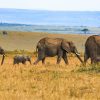 Our 6 Day wildlife Safari to Chebera Churchura National Park