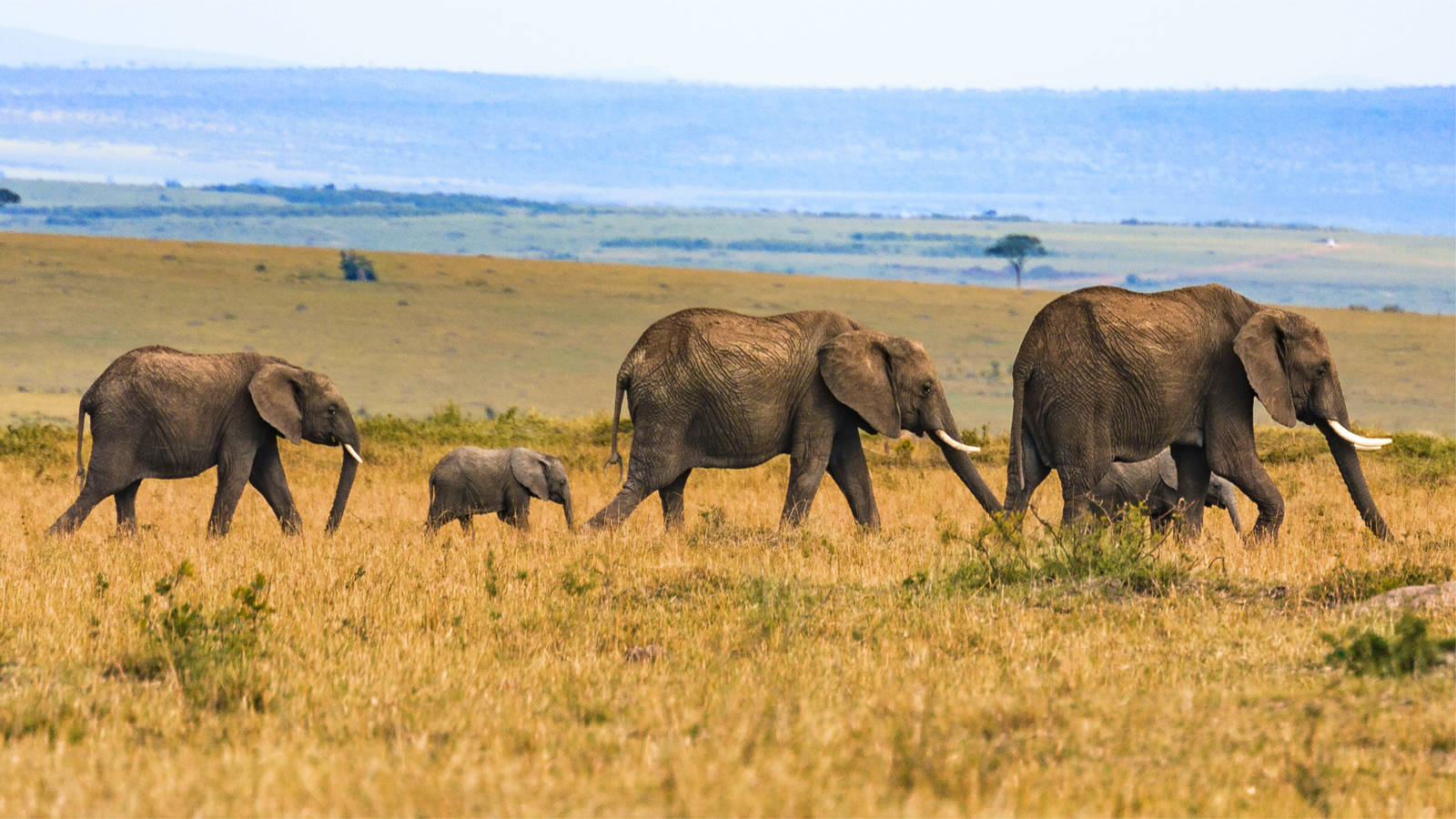Our 6 Day wildlife Safari to Chebera Churchura National Park