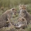 13 Day Uganda and Tanzania Combo Tour