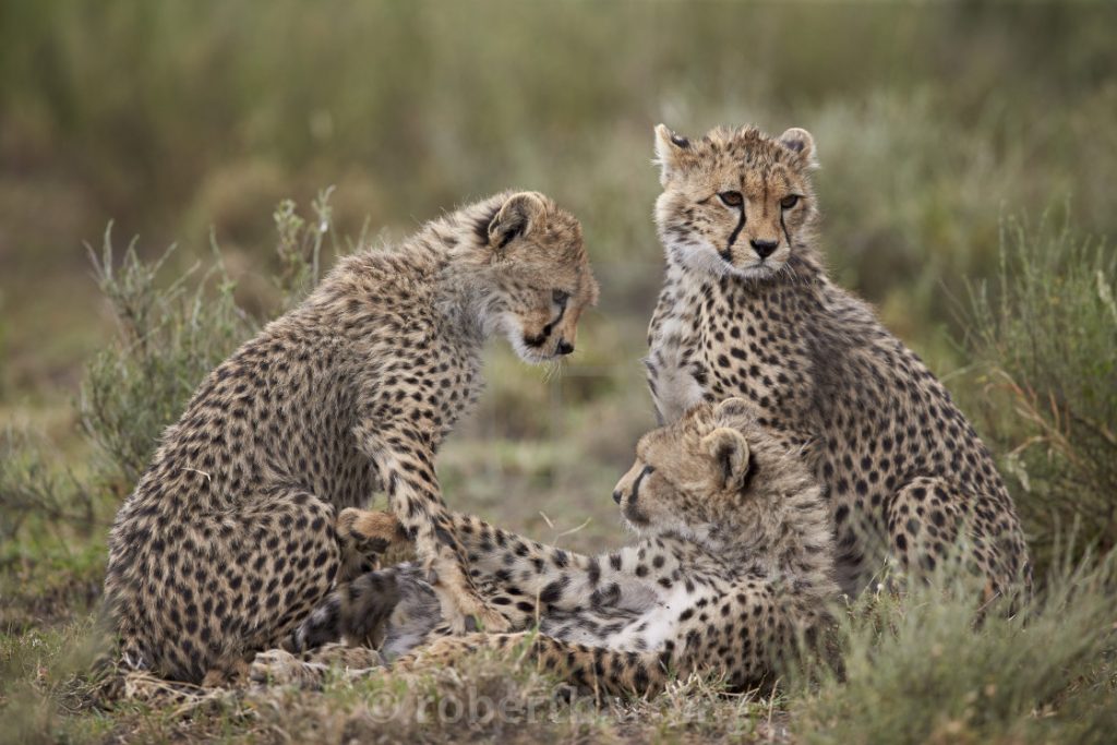 13 Day Uganda and Tanzania Combo Tour