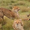 5 Day Kenya Big 5 Adventure safari