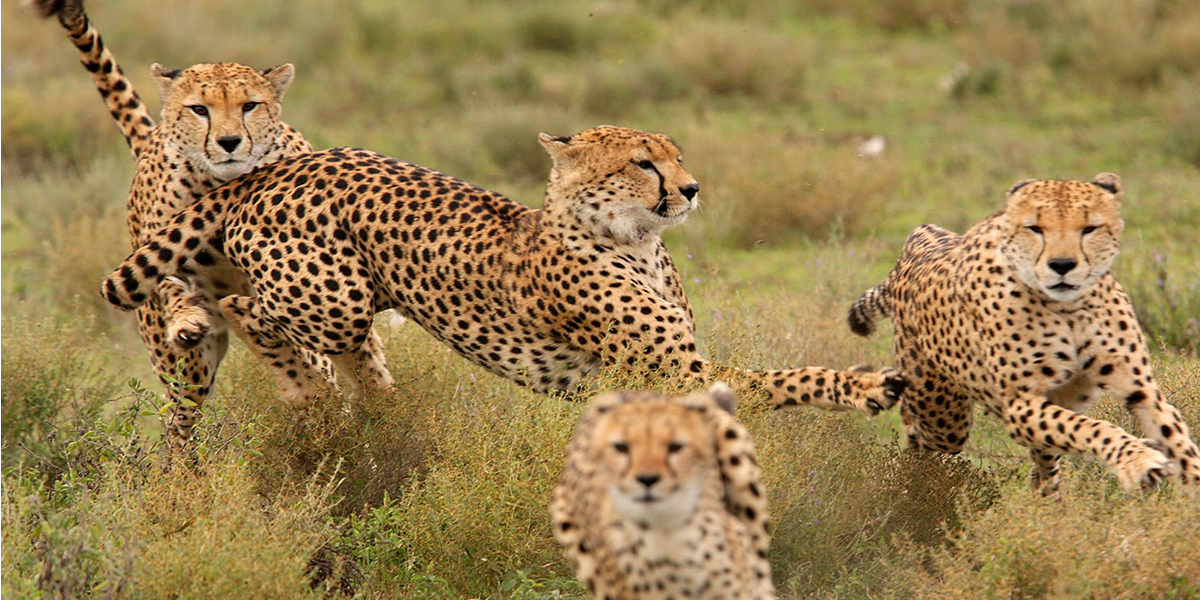 5 Day Kenya Big 5 Adventure safari