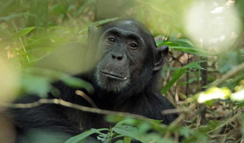 Chimpanzee Trekking in Kibale Forest
