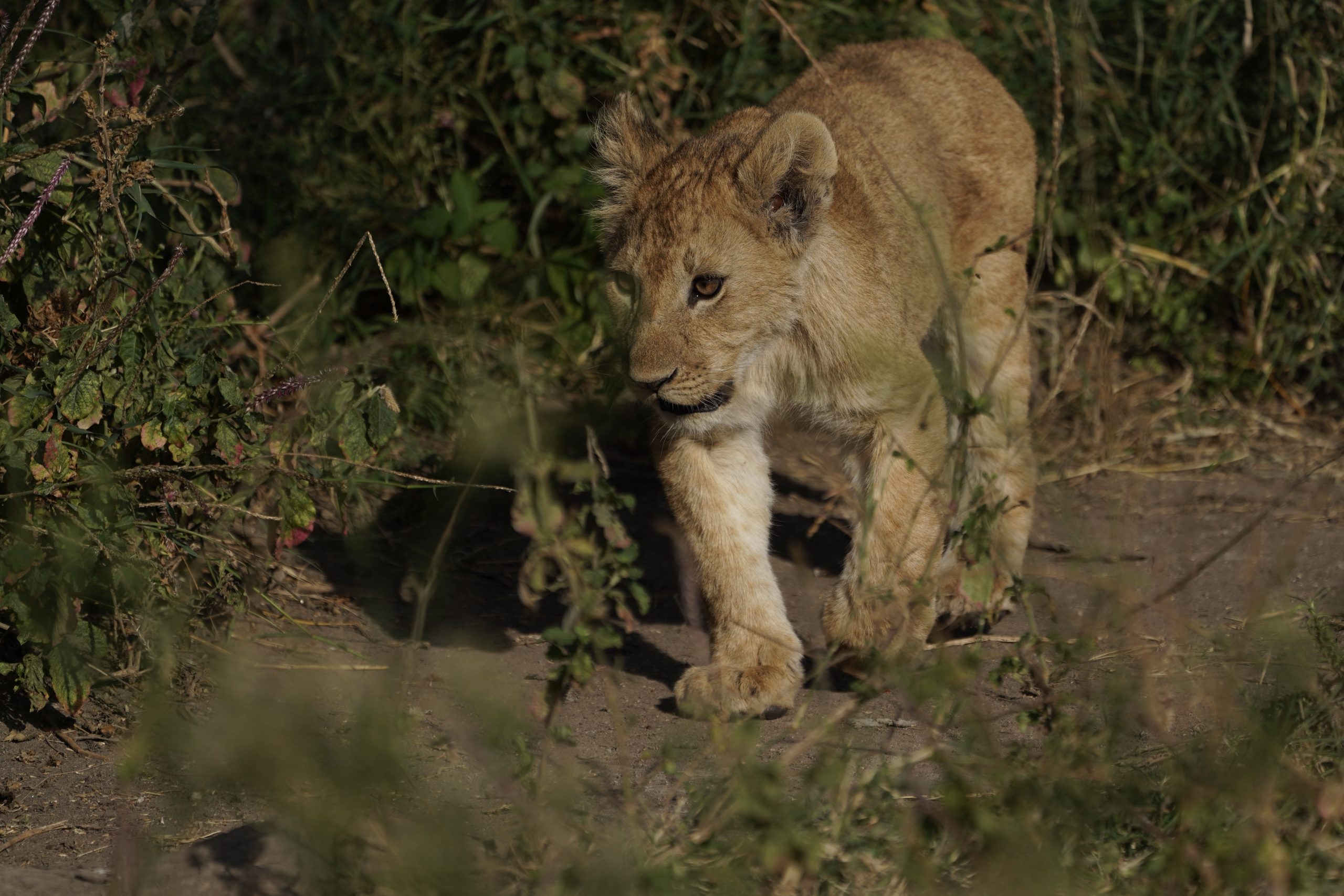 6 Day Taste of Tanzania Adventure