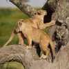 4 Day Tanzania Photography Tour