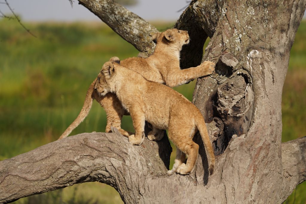 4 Day Tanzania Photography Tour