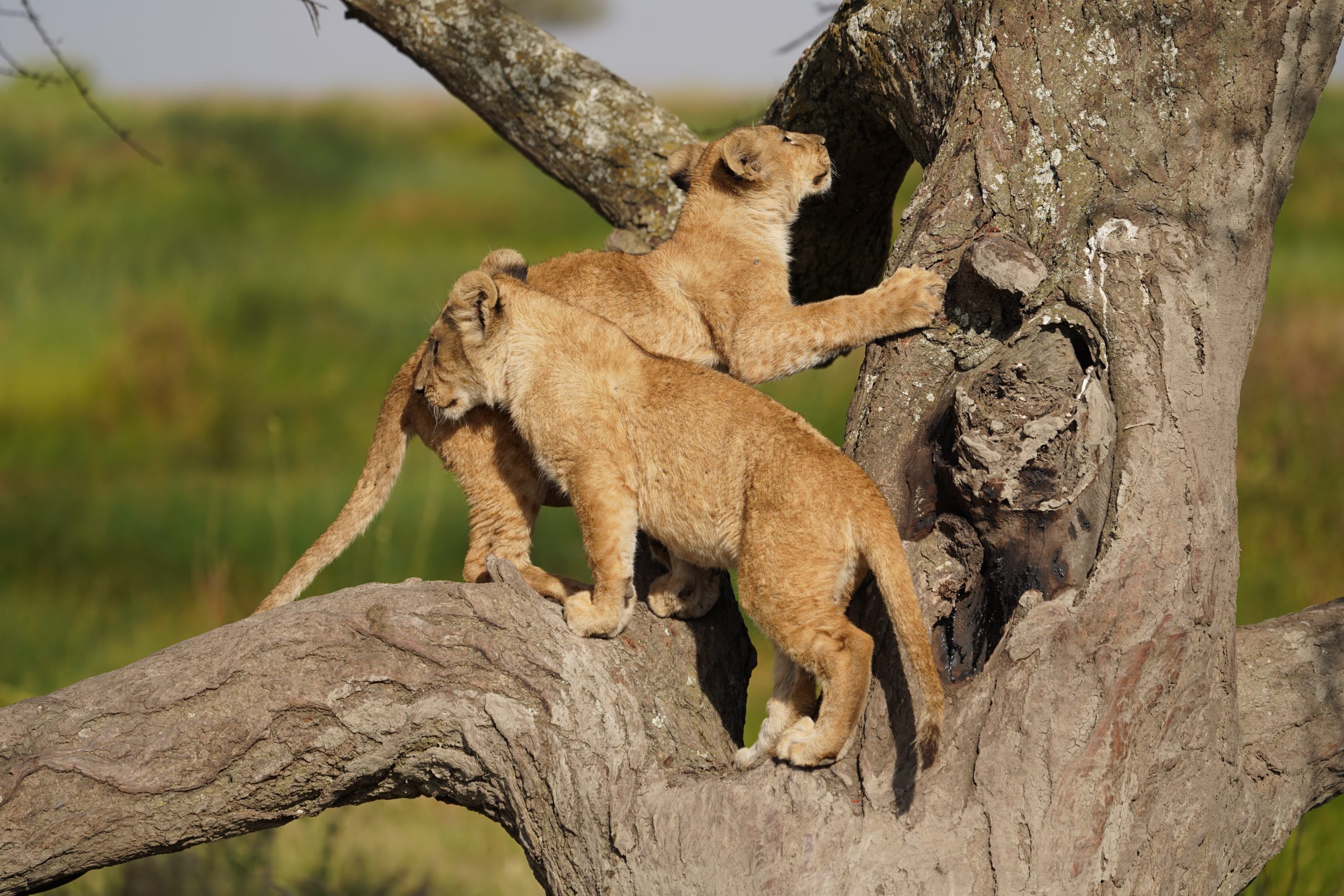 4 Day Tanzania Photography Tour