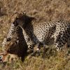 7 Day Roars of Tanzania Photography Tour