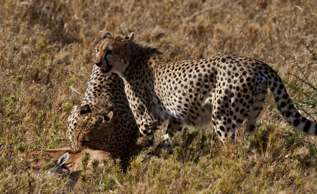 7 Day Roars of Tanzania Photography Tour