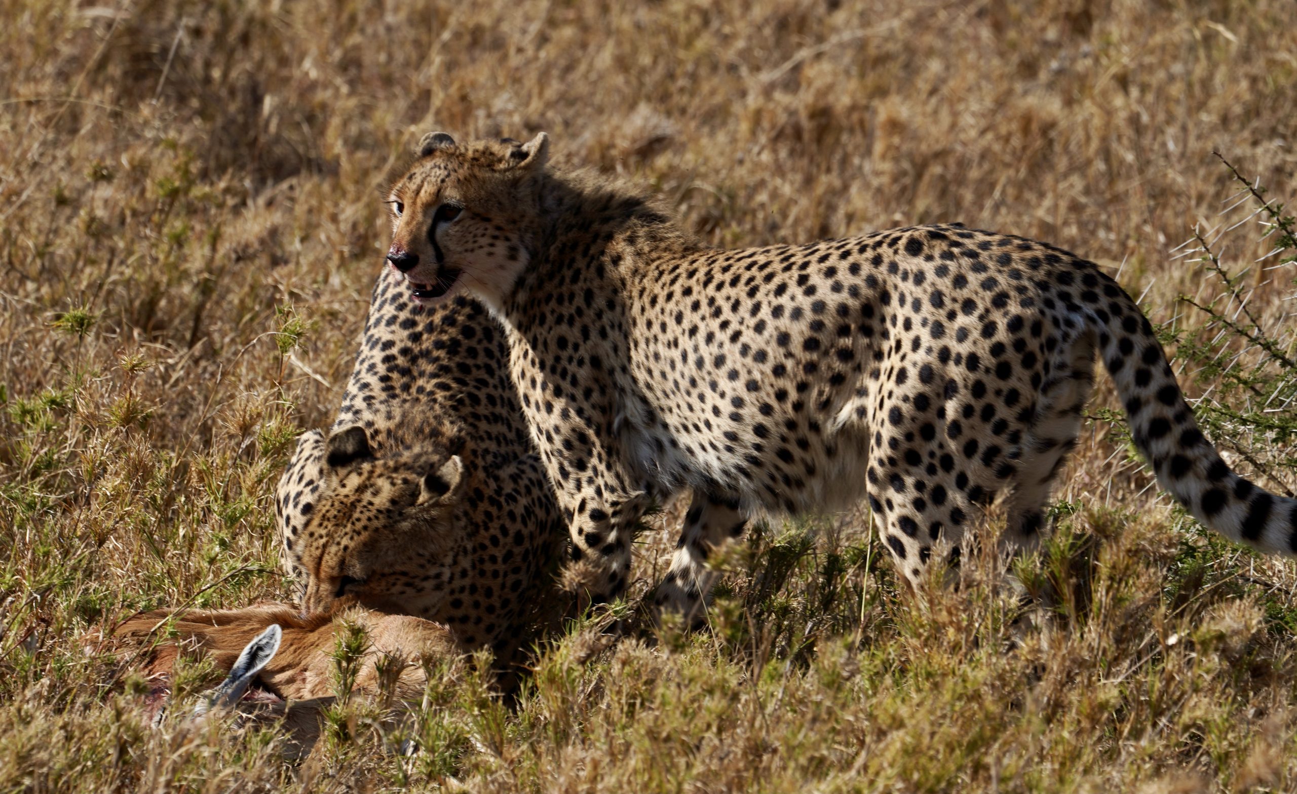 7 Day Roars of Tanzania Photography Tour