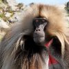 3 Day hike to Simien Mountains