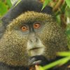 5 Day Rwanda Gorillas and Golden Monkey Trekking Safari