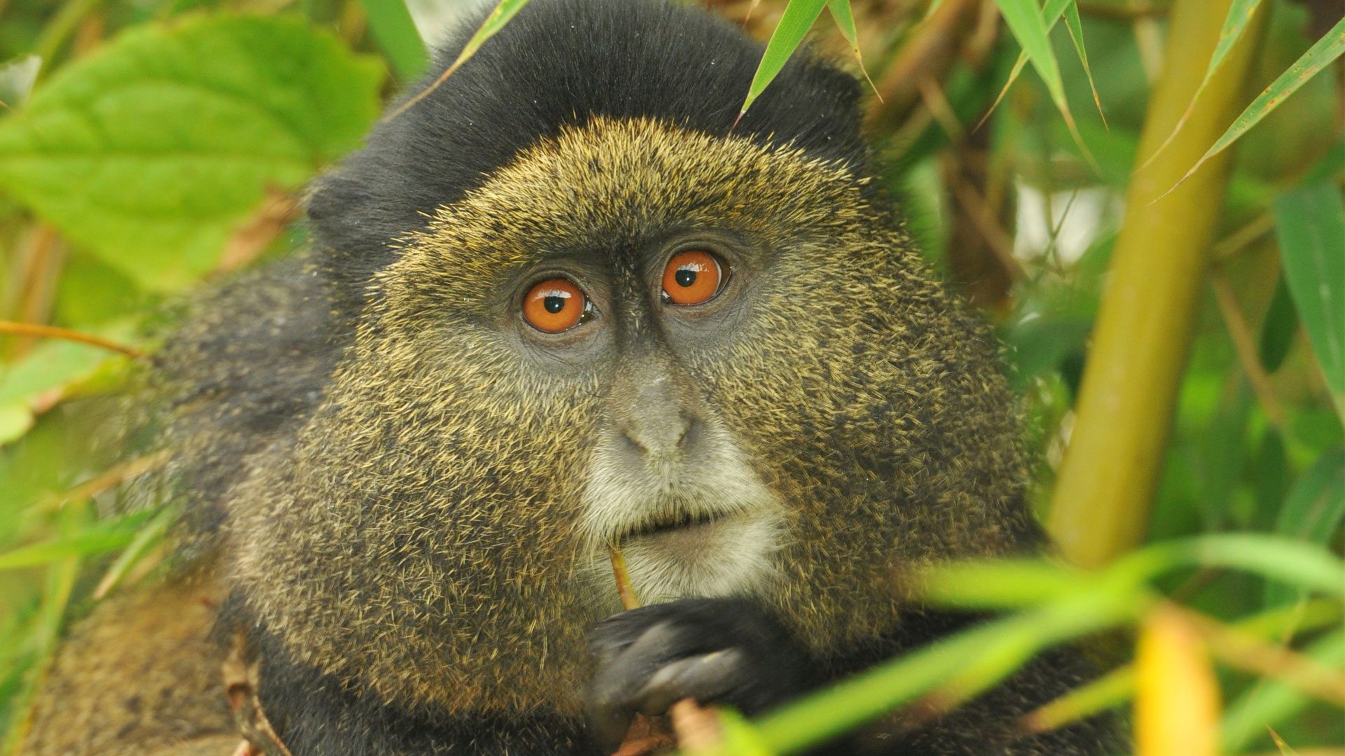 5 Day Rwanda Gorillas and Golden Monkey Trekking Safari