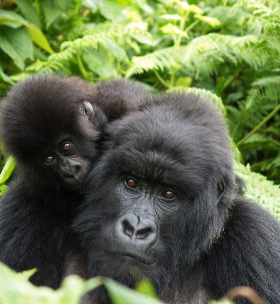 Travel with a purpose - Our dental volunteers having an Ultimate Mountain Gorilla Trekking Experience in Bwindi Forest