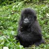 10 Day Ultimate Rwanda Safari Experience