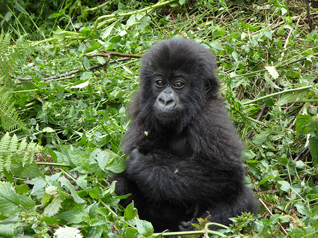 10 Day Ultimate Rwanda Safari Experience