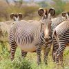3 Day Explore Samburu National Reserve