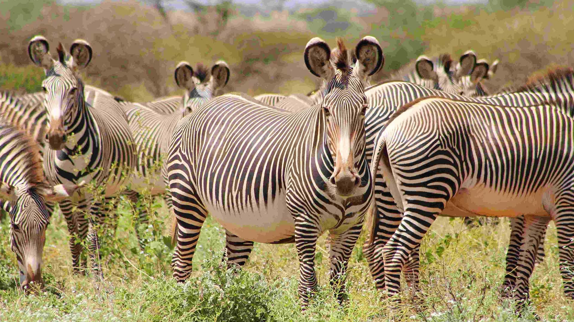 3 Day Explore Samburu National Reserve