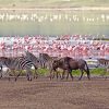 8 Day Magic of Tanzania Safari Adventure.