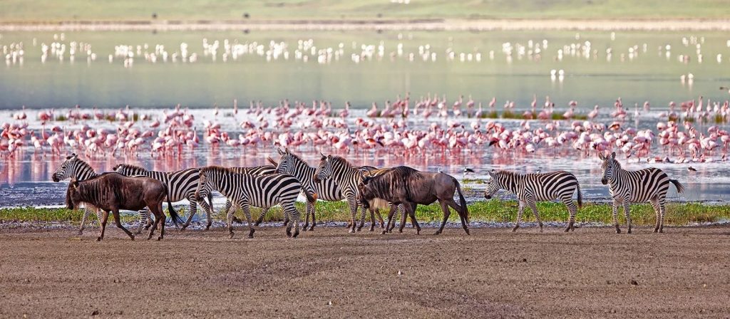 8 Day Magic of Tanzania Safari Adventure.