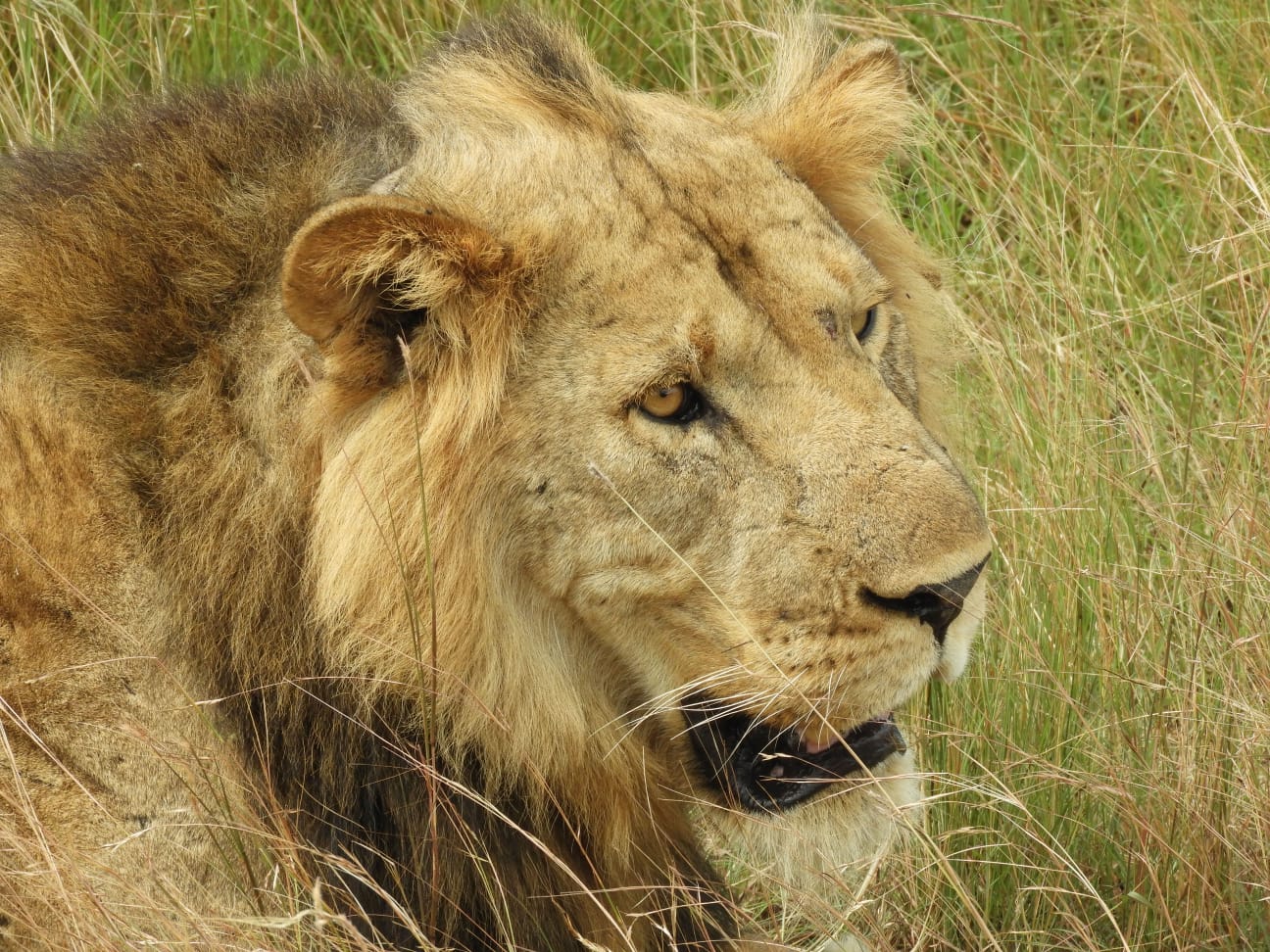 7 Day Uganda Gorilla and Chimpanzee Safari Experience