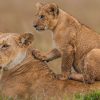 10 Day Magical Kenya safari experience