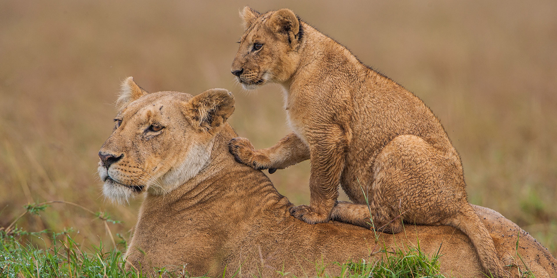 10 Day Magical Kenya safari experience