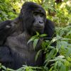 Gorilla Trekking adventure in Uganda