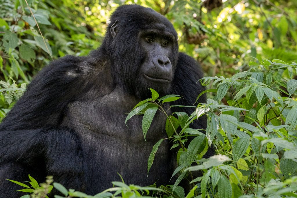 Gorilla Trekking adventure in Uganda