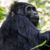 3 Day Rwanda Gorillas in the Mist Safari