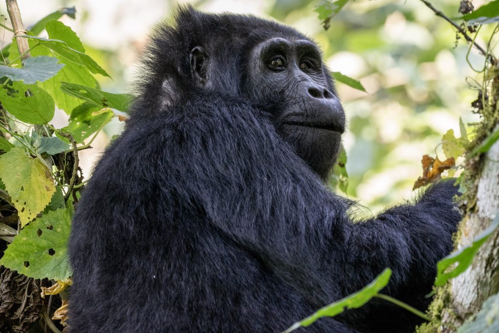 3 Day Rwanda Gorillas in the Mist Safari