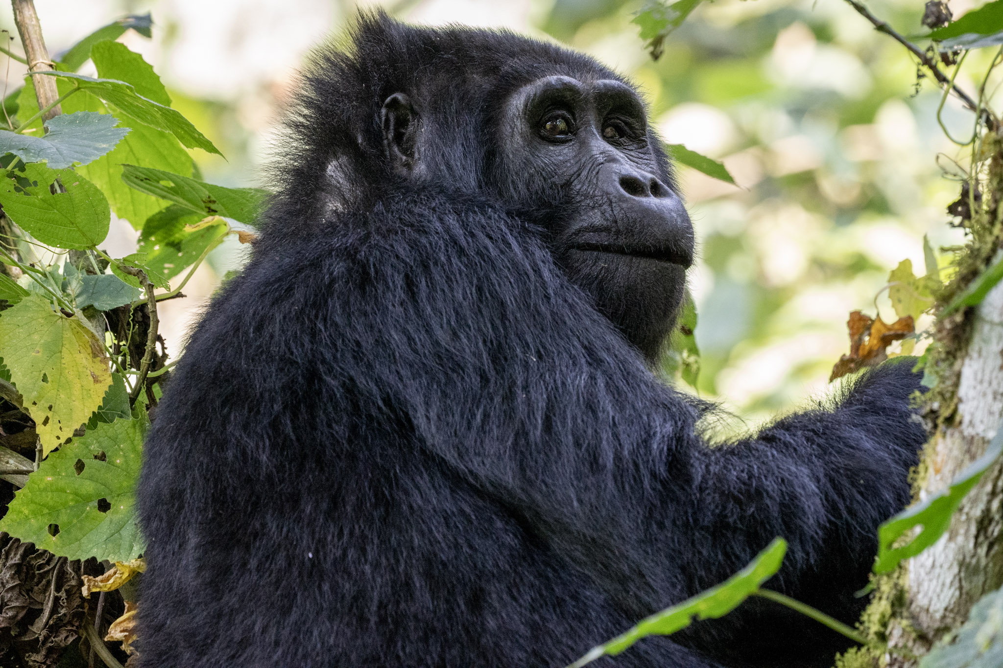 3 Day Rwanda Gorillas in the Mist Safari