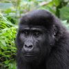 4 Day Bwindi Mountain Gorilla Trekking and Kigali City Tour