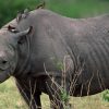 On Foot Rhino Trekking