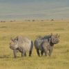 3 Day Tour to Tarangire, Ngorongoro Crater and Lake Manyara