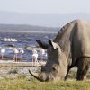 8 Day Kenya safari Experience