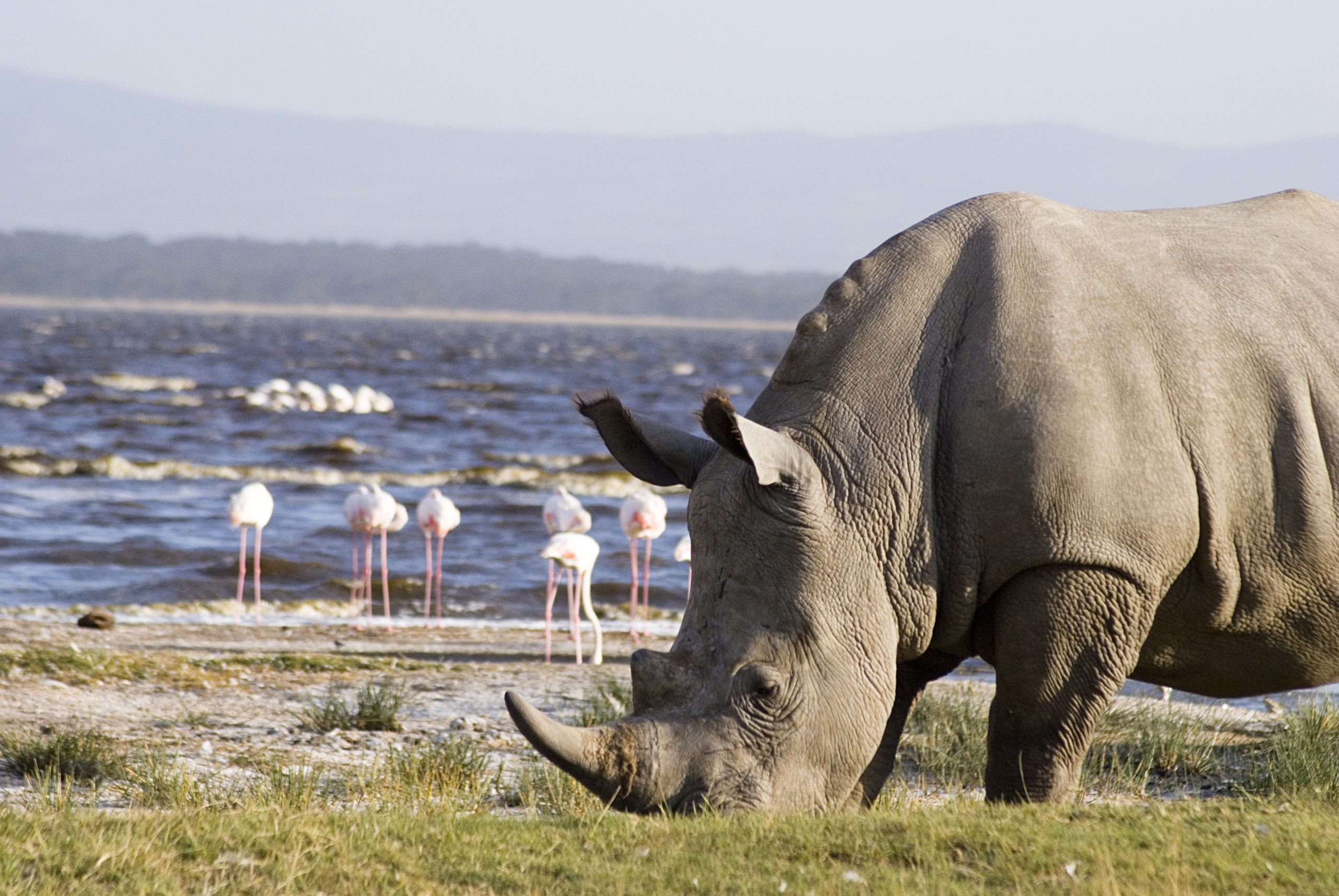 8 Day Kenya safari Experience