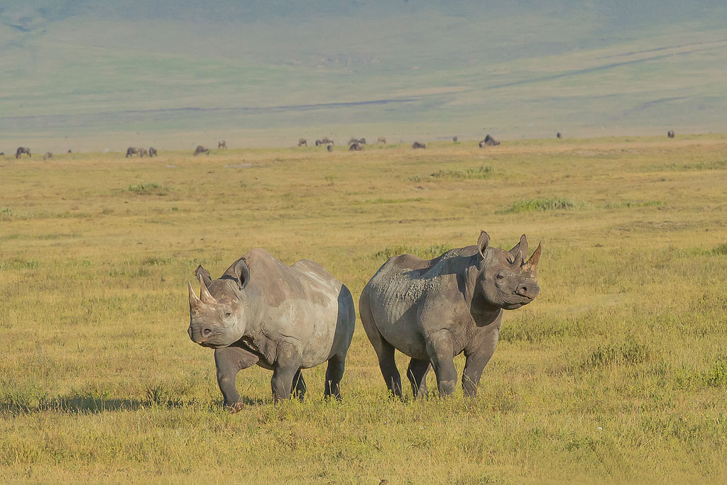 3 Day Tour to Tarangire, Ngorongoro Crater and Lake Manyara