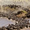 8 Day Journey of the Wildebeest Migration