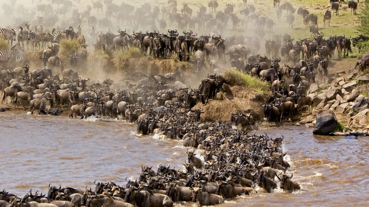 8 Day Journey of the Wildebeest Migration