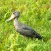 16 Day Bird Watching and Wildlife Safari