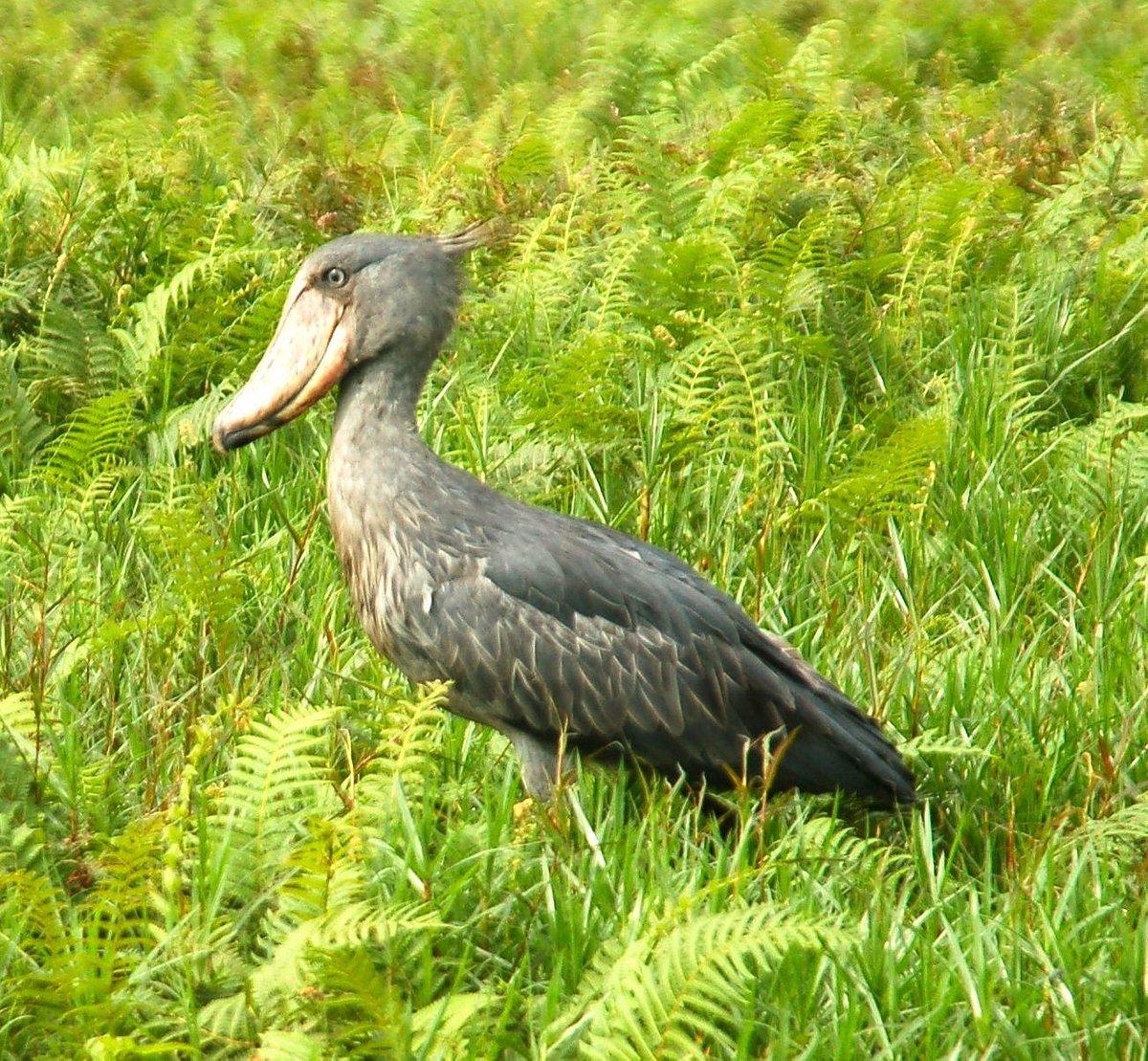 16 Day Bird Watching and Wildlife Safari
