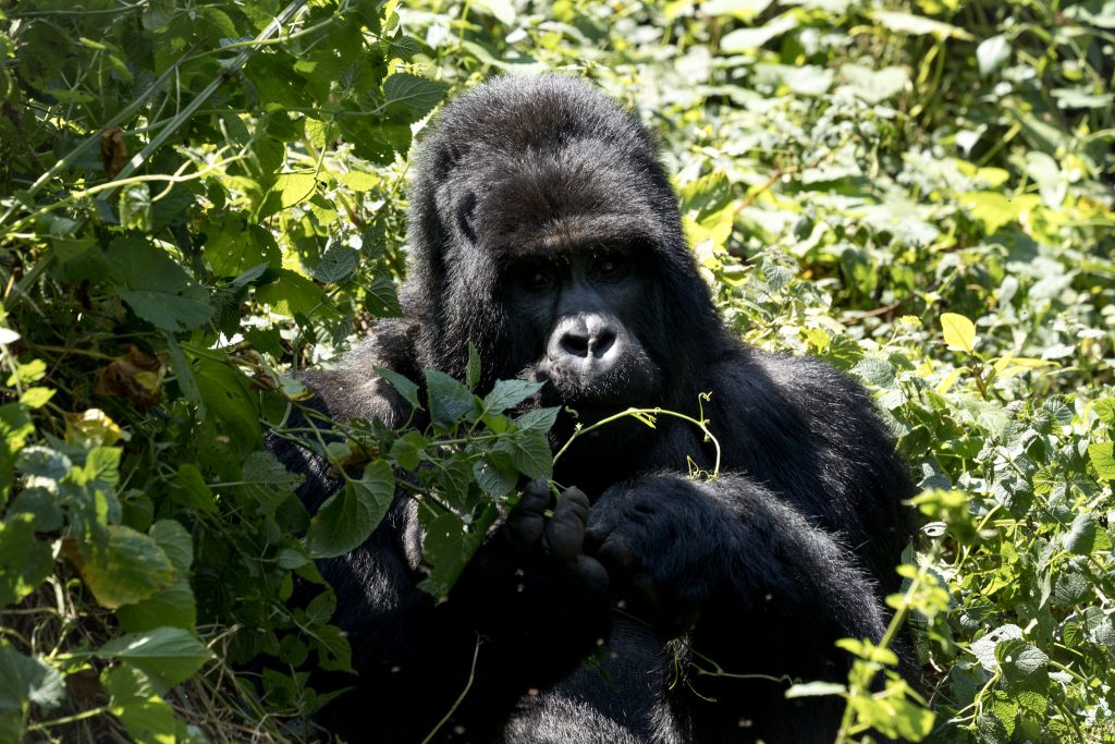 10 Day Ultimate Rwanda Safari Experience