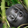 10 Day Kenya and Uganda Adventure Safari