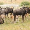 8 day Great Wildebeest Calving Migration Safari